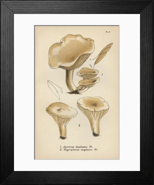 Framed Print : Satiny mushroom, Agaricus dealbatus 1 Framed Print : Satiny mushroom, Agaricus dealbatus 1