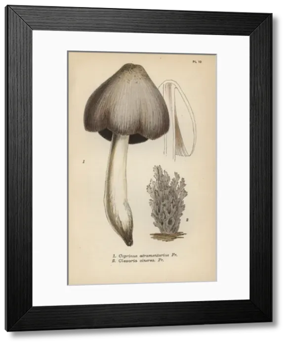 Framed Print : Ink mushroom, Coprinus atramentarius 1 Framed Print : Ink mushroom, Coprinus atramentarius 1