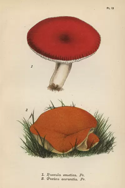 Emetic mushroom, Russula emetica 1, and orange