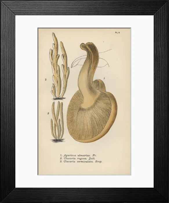Framed Print : Elm sidefoot, Agaricus ulmarius 1, furrowed Framed Print : Elm sidefoot, Agaricus ulmarius 1, furrowed