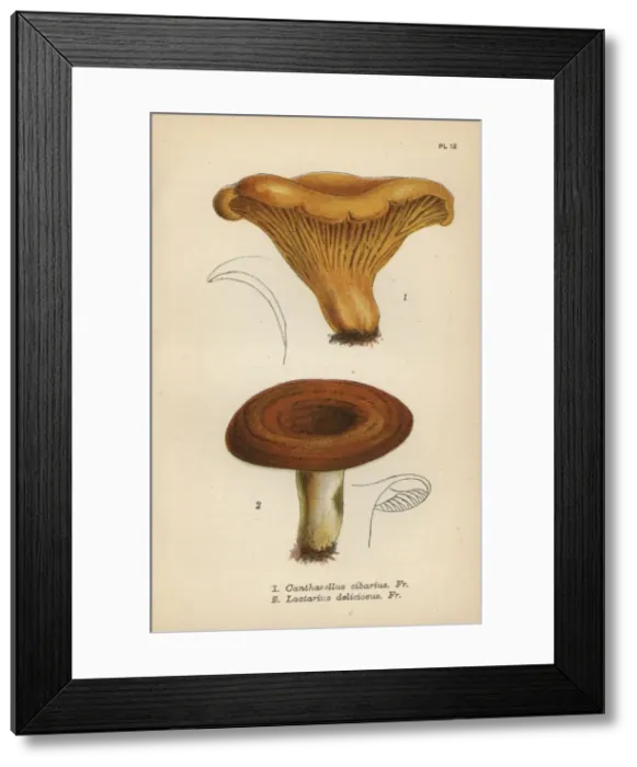 Framed Print : Chantarelle, Cantharellus cibarius 1, and milky Framed Print : Chantarelle, Cantharellus cibarius 1, and milky