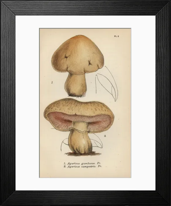 Framed Print : St Georges mushroom, Agaricus gambosus 1 Framed Print : St Georges mushroom, Agaricus gambosus 1