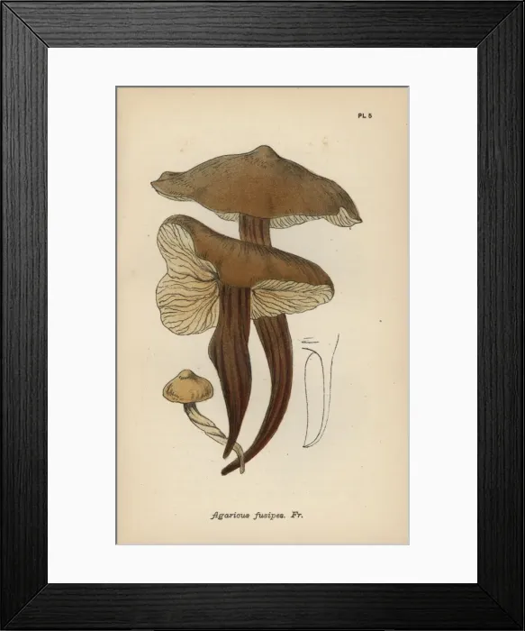 Framed Print : Spindle stem, Agaricus fusipes Framed Print : Spindle stem, Agaricus fusipes