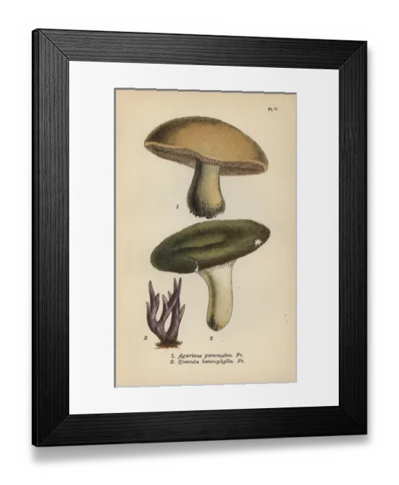 Framed Print : Masked mushroom, Agaricus personatus 1, variable Framed Print : Masked mushroom, Agaricus personatus 1, variable