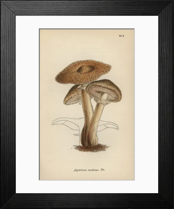 Framed Print : Hallimasch mushroom, Agaricus melleus Framed Print : Hallimasch mushroom, Agaricus melleus