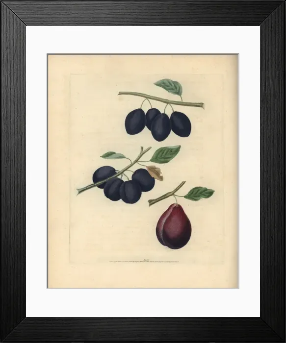 Framed Print : Plum varieties, Prunus domestica Framed Print : Plum varieties, Prunus domestica
