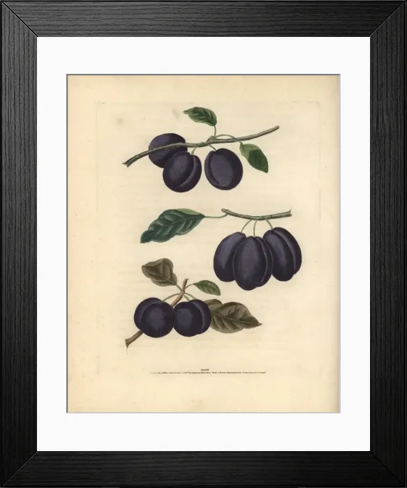 Framed Print : Plum varieties, Prunus domestica Framed Print : Plum varieties, Prunus domestica