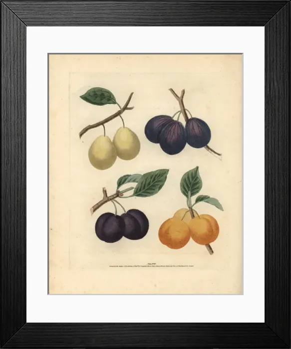 Framed Print : Plum varieties, Prunus domestica Framed Print : Plum varieties, Prunus domestica