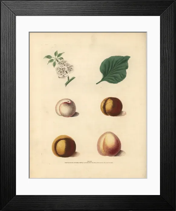 Framed Print : Apricot varieties, Prunus armeniaca Framed Print : Apricot varieties, Prunus armeniaca