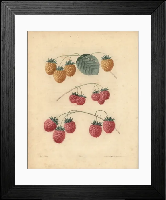 Framed Print : Raspberry varieties Framed Print : Raspberry varieties