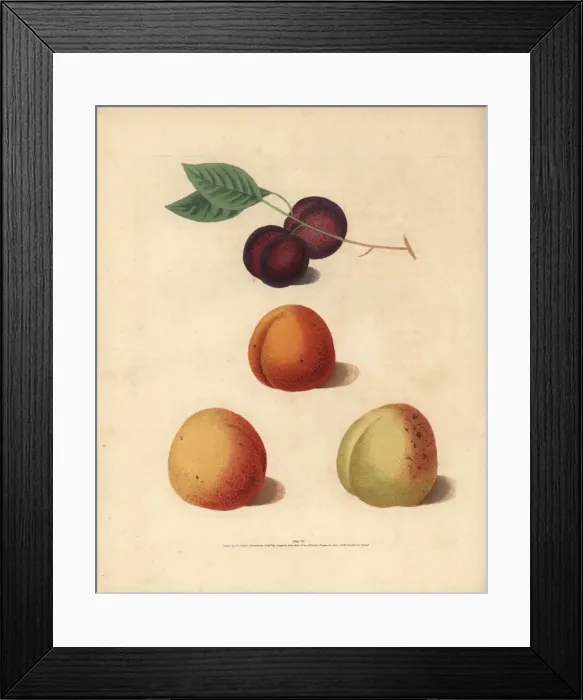 Framed Print : Apricot varieties, Prunus armeniaca Framed Print : Apricot varieties, Prunus armeniaca