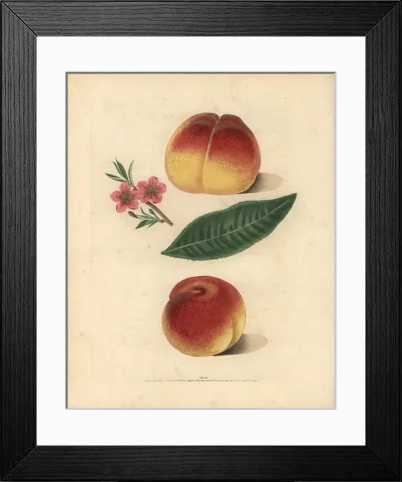 Framed Print : Peach varieties, Prunus persica Framed Print : Peach varieties, Prunus persica