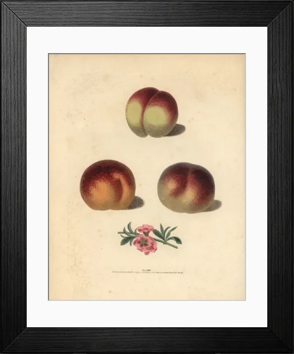 Framed Print : Peach varieties, Prunus persica Framed Print : Peach varieties, Prunus persica