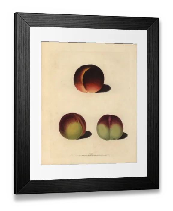 Framed Print : Peach varieties, Prunus persica Framed Print : Peach varieties, Prunus persica