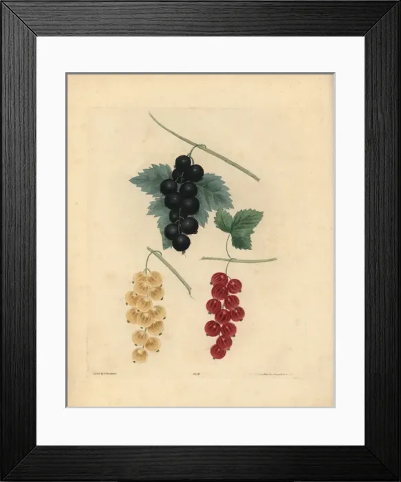 Framed Print : Blackcurrant, Dutch redcurrant and white currant Framed Print : Blackcurrant, Dutch redcurrant and white currant