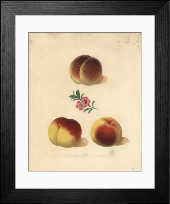 Framed Print : Peach varieties, Prunus persica Framed Print : Peach varieties, Prunus persica