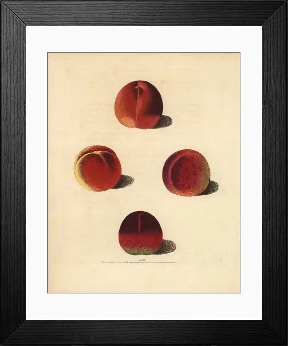 Framed Print : Nectarine varieties, Prunus persica Framed Print : Nectarine varieties, Prunus persica
