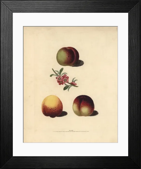 Framed Print : Nectarine varieties, Prunus persica Framed Print : Nectarine varieties, Prunus persica