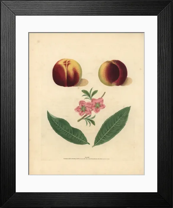 Framed Print : Nectarine varieties, Prunus persica Framed Print : Nectarine varieties, Prunus persica