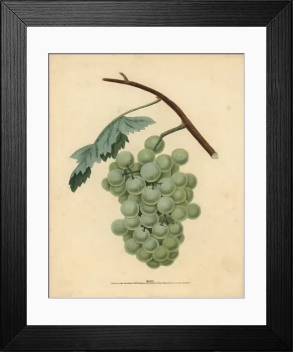 Framed Print : White sweet water grape, Vitis vinifera Framed Print : White sweet water grape, Vitis vinifera
