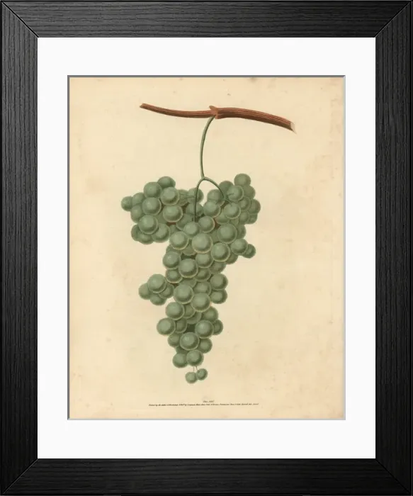 Framed Print : White Frontiniac grape, Vitis vinifera Framed Print : White Frontiniac grape, Vitis vinifera