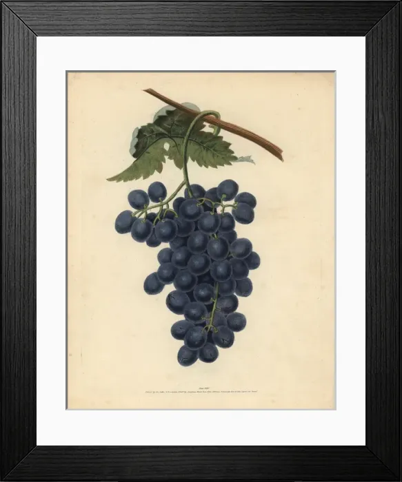 Framed Print : Raisin de Calmes grape, Vitis vinifera Framed Print : Raisin de Calmes grape, Vitis vinifera