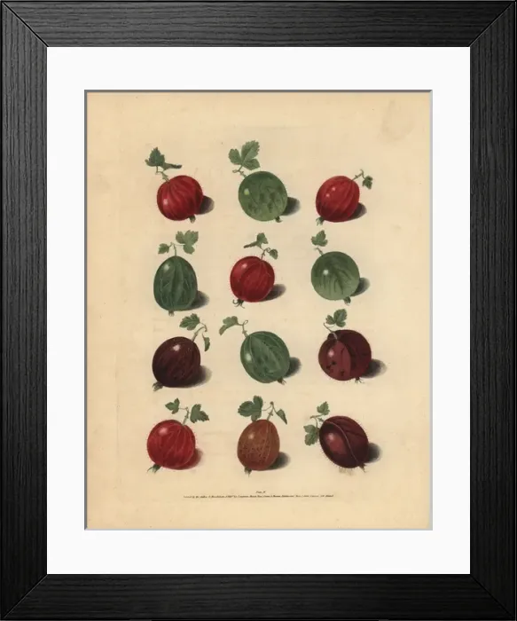 Framed Print : Gooseberry varieties, Ribes uva-crispa Framed Print : Gooseberry varieties, Ribes uva-crispa