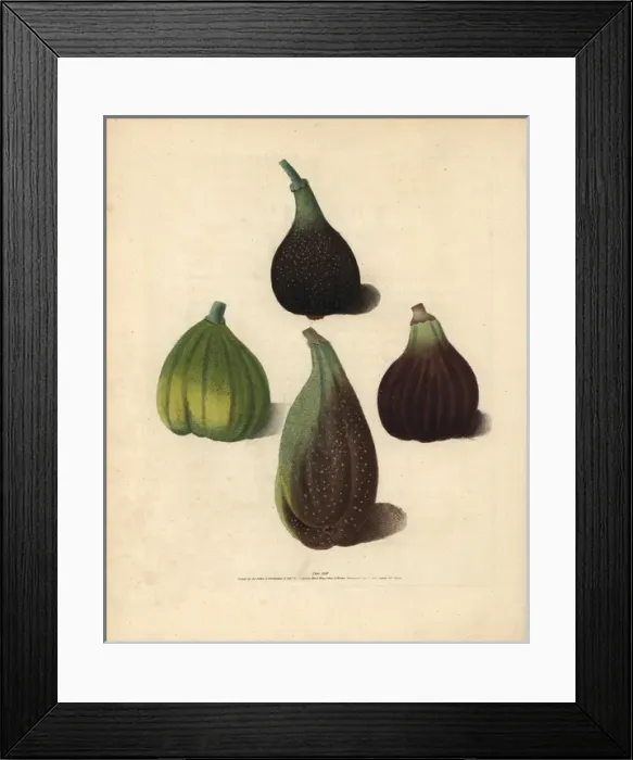 Framed Print : Fig varieties, Ficus carica Framed Print : Fig varieties, Ficus carica