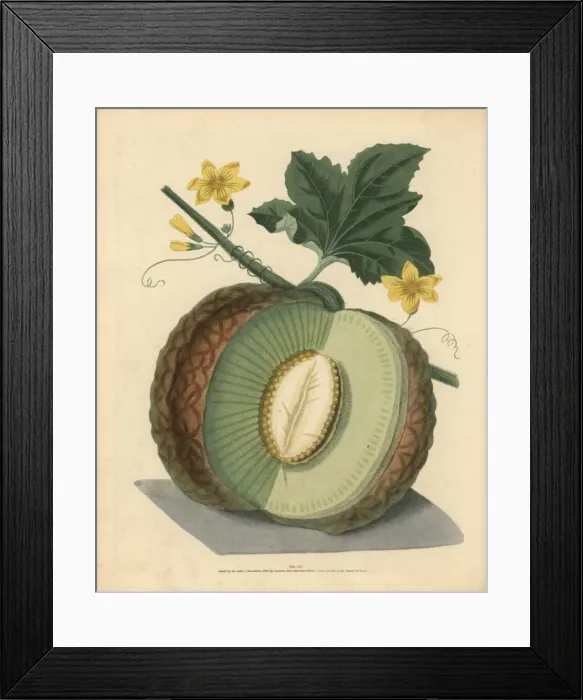 Framed Print : Green flesh or Candia melon, Cucumis melo Framed Print : Green flesh or Candia melon, Cucumis melo