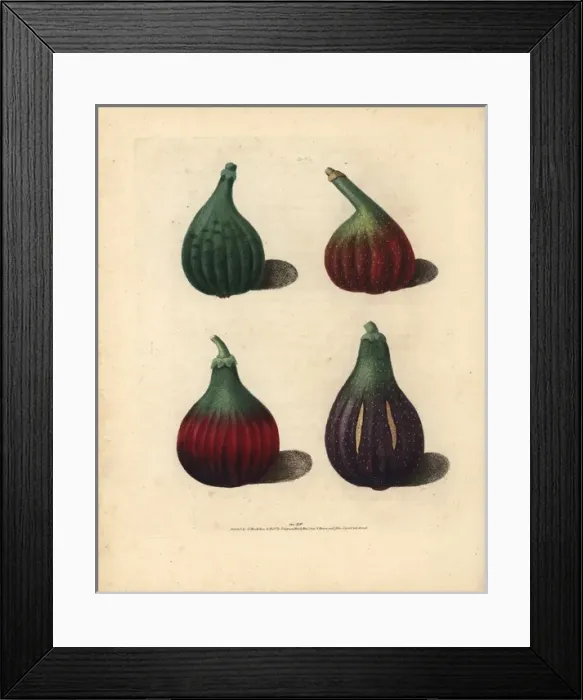 Framed Print : Fig varieties, Ficus carica Framed Print : Fig varieties, Ficus carica