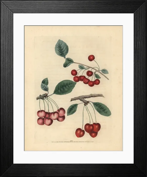 Framed Print : Cherry varieties, Prunus avium Framed Print : Cherry varieties, Prunus avium