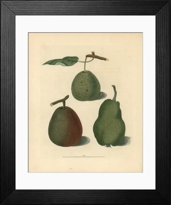 Framed Print : Pear varieties, Pyrus communis Framed Print : Pear varieties, Pyrus communis