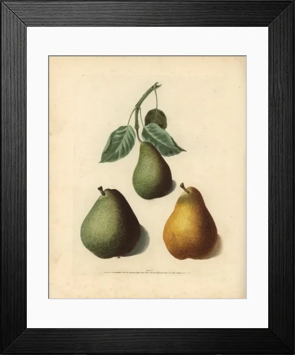 Framed Print : Pear varieties, Pyrus communis Framed Print : Pear varieties, Pyrus communis