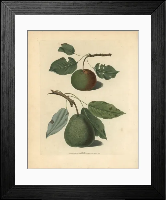 Framed Print : Pear varieties, Pyrus communis Framed Print : Pear varieties, Pyrus communis