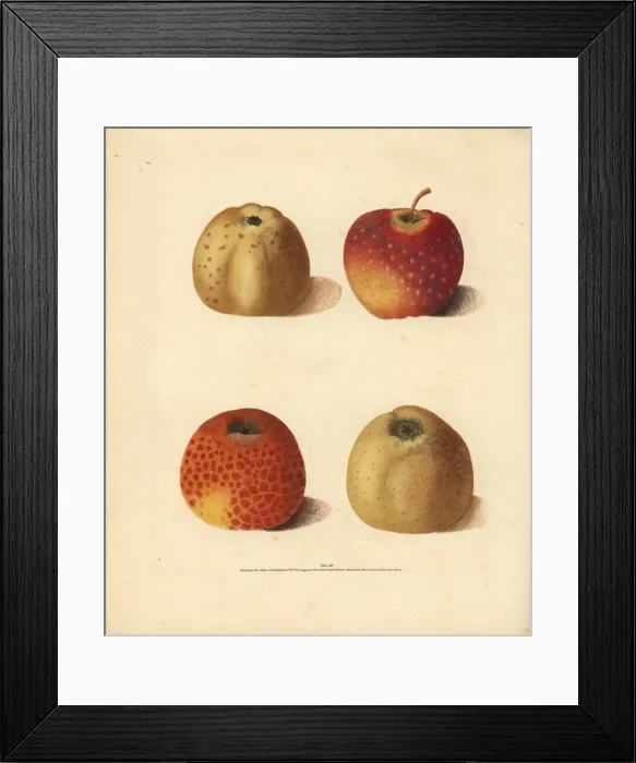 Framed Print : Apple varieties, Malus domestica Framed Print : Apple varieties, Malus domestica