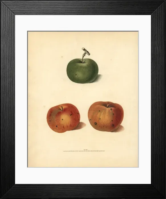 Framed Print : Apple varieties, Malus domestica Framed Print : Apple varieties, Malus domestica