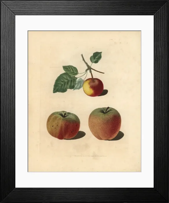 Framed Print : Apple varieties, Malus domestica Framed Print : Apple varieties, Malus domestica