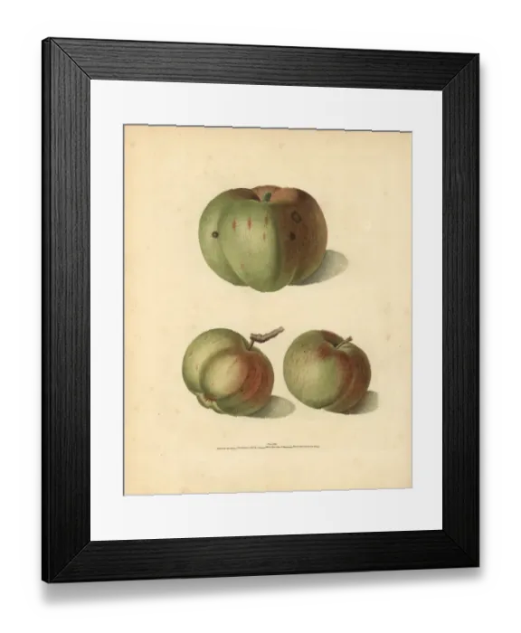 Framed Print : Apple varieties, Malus domestica Framed Print : Apple varieties, Malus domestica