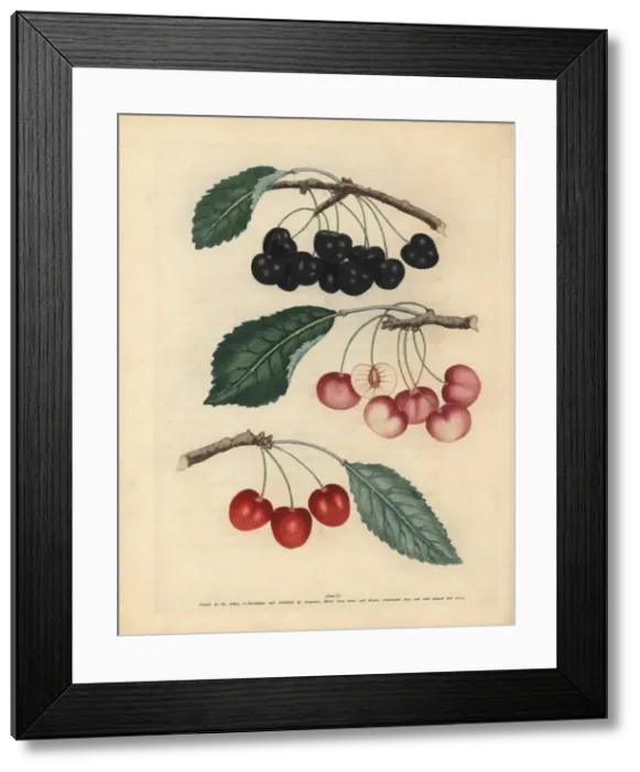 Framed Print : Cherry varieties, Prunus avium Framed Print : Cherry varieties, Prunus avium