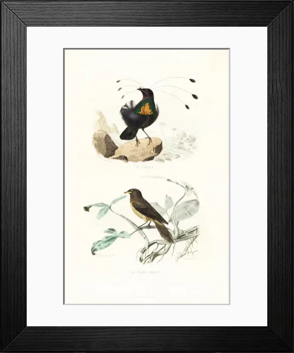 Framed Print : Arfak parotia and yellow-billed oxpecker Framed Print : Arfak parotia and yellow-billed oxpecker
