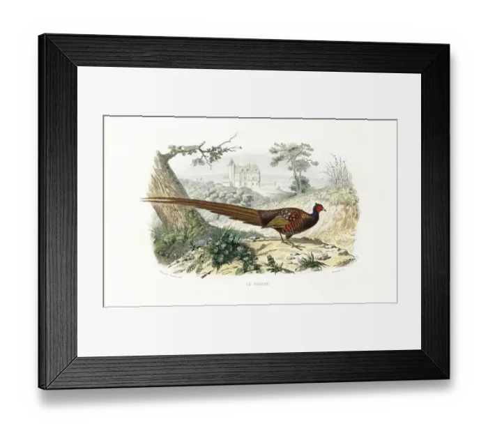 Framed Print : Pheasant, Phasianus colchicus Framed Print : Pheasant, Phasianus colchicus