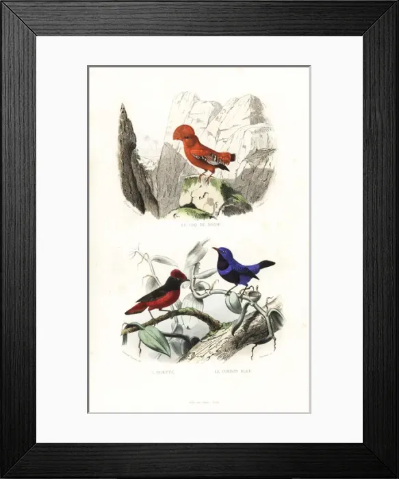 Framed Print : Guianan cock-of-the-rock and banded cotinga Framed Print : Guianan cock-of-the-rock and banded cotinga