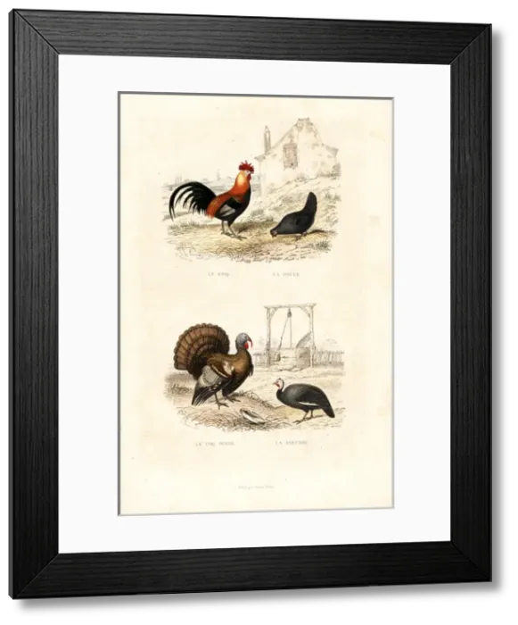 Framed Print : Chickens, wild turkey and guineafowl Framed Print : Chickens, wild turkey and guineafowl