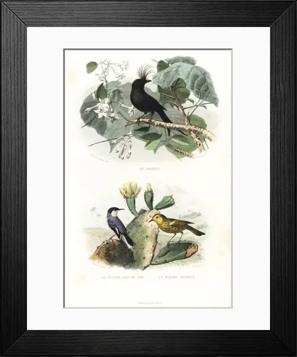 Framed Print : Crested drongo and American yellow warbler Framed Print : Crested drongo and American yellow warbler