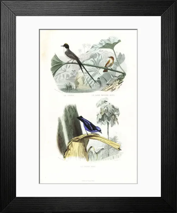 Framed Print : Fork-tailed flycatcher, rufous flycatcher-thrush Framed Print : Fork-tailed flycatcher, rufous flycatcher-thrush