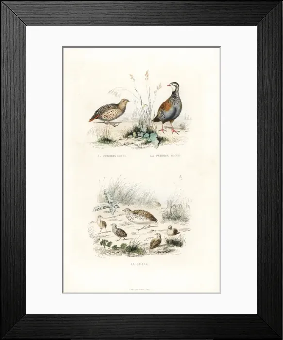 Framed Print : Grey partridge, red-legged partridge and quail Framed Print : Grey partridge, red-legged partridge and quail