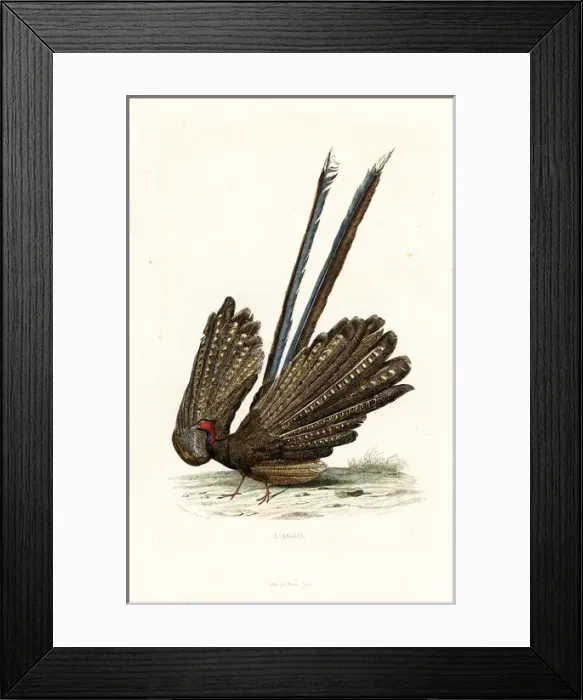 Framed Print : Great argus, Argusianus argus Framed Print : Great argus, Argusianus argus