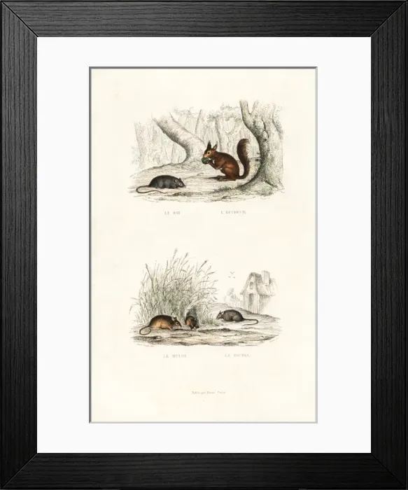 Framed Print : Brown rat, red squirrel, and wood mouse Framed Print : Brown rat, red squirrel, and wood mouse
