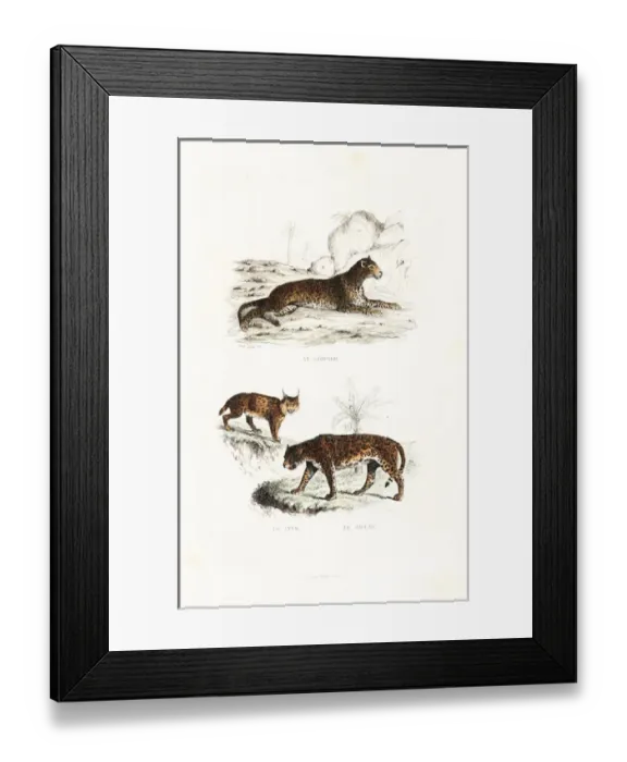 Framed Print : Leopard, lynx and jaguar Framed Print : Leopard, lynx and jaguar