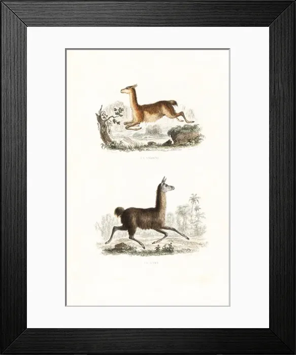 Framed Print : Vicuna and llama Framed Print : Vicuna and llama